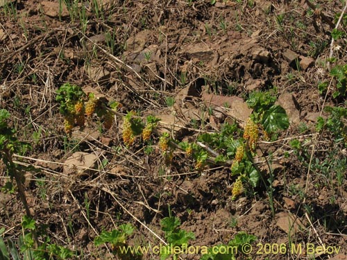 Image of Ribes polyanthes (). Click to enlarge parts of image.