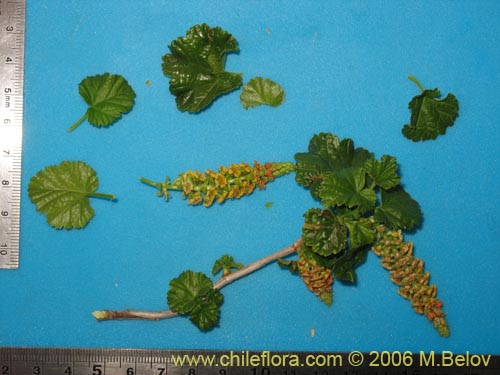 Фотография Ribes polyanthes (). Щелкните, чтобы увеличить вырез.