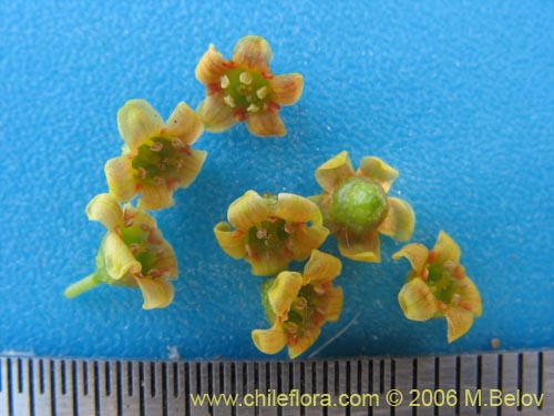 Image of Ribes polyanthes (). Click to enlarge parts of image.