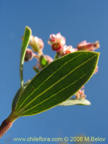 Image of Guindilia trinervis (Guindilla). Click to enlarge parts of image.