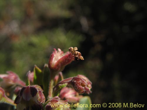 Bild von Guindilia trinervis (Guindilla). Klicken Sie, um den Ausschnitt zu vergrössern.