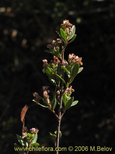 Bild von Guindilia trinervis (Guindilla). Klicken Sie, um den Ausschnitt zu vergrössern.