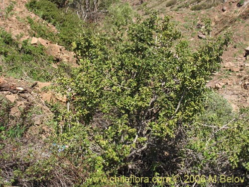 Imágen de Schinus montanus (Muchi / Litrecillo). Haga un clic para aumentar parte de imágen.