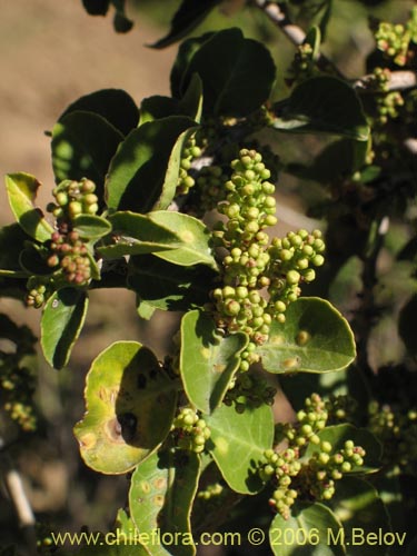 Image of Schinus montanus (Muchi / Litrecillo). Click to enlarge parts of image.