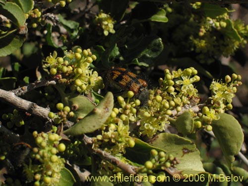 Image of Schinus montanus (Muchi / Litrecillo). Click to enlarge parts of image.