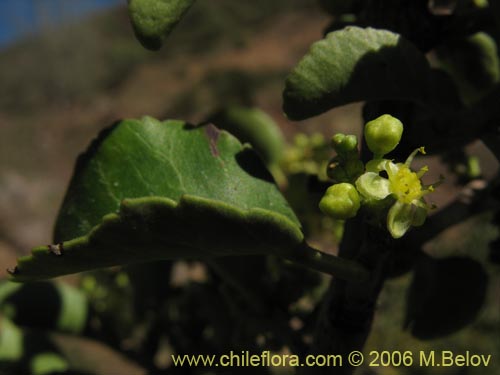 Image of Schinus montanus (Muchi / Litrecillo). Click to enlarge parts of image.