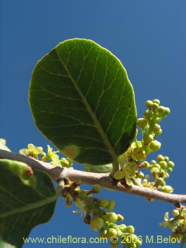 Image of Schinus montanus (Muchi / Litrecillo). Click to enlarge parts of image.