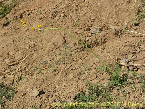 Bild von Adesmia sp. #1654 (). Klicken Sie, um den Ausschnitt zu vergrössern.