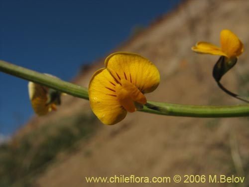 Image of Adesmia sp. #1654 (). Click to enlarge parts of image.