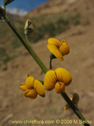 Adesmia sp. #1654の写真