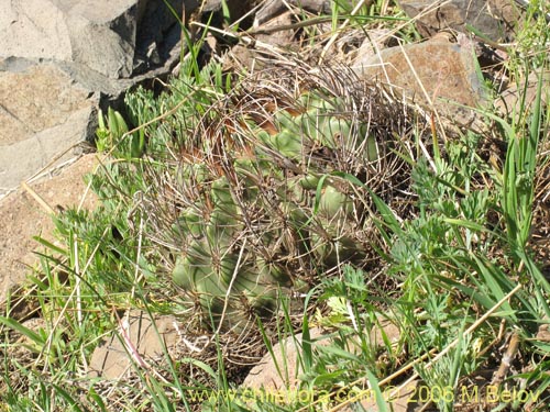 Imágen de Eriosyce curvispina ssp. curvispina (). Haga un clic para aumentar parte de imágen.