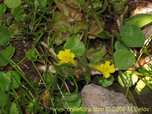 Imágen de Mimulus glabratus (Berro amarillo / Mímulo de flores chicas). Haga un clic para aumentar parte de imágen.