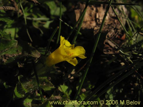 Imágen de Mimulus glabratus (Berro amarillo / Mímulo de flores chicas). Haga un clic para aumentar parte de imágen.