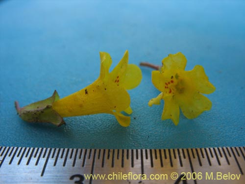 Image of Mimulus glabratus (Berro amarillo / Mmulo de flores chicas). Click to enlarge parts of image.