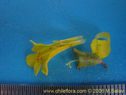 Image of Mimulus glabratus (Berro amarillo / Mmulo de flores chicas). Click to enlarge parts of image.