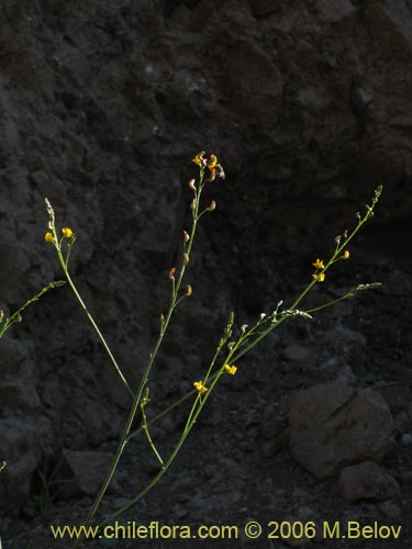 Bild von Adesmia sp. #1657 (). Klicken Sie, um den Ausschnitt zu vergrössern.