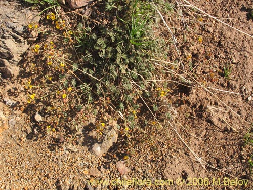 Imágen de Adesmia sp. #1657 (). Haga un clic para aumentar parte de imágen.