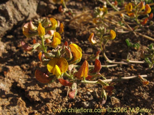 Imágen de Adesmia sp. #1657 (). Haga un clic para aumentar parte de imágen.