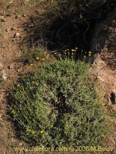 Bild von Haplopappus sp. #1656 (). Klicken Sie, um den Ausschnitt zu vergrössern.