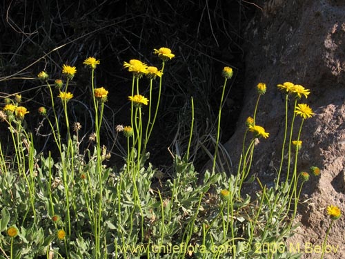 Haplopappus sp. #1656의 사진