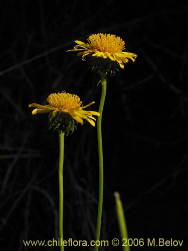 Bild von Haplopappus sp. #1656 (). Klicken Sie, um den Ausschnitt zu vergrössern.