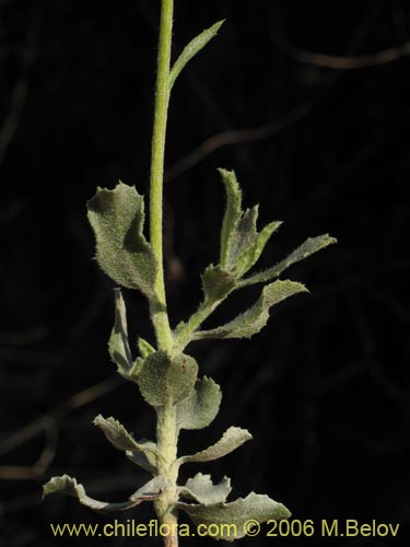 Image of Haplopappus sp. #1656 (). Click to enlarge parts of image.