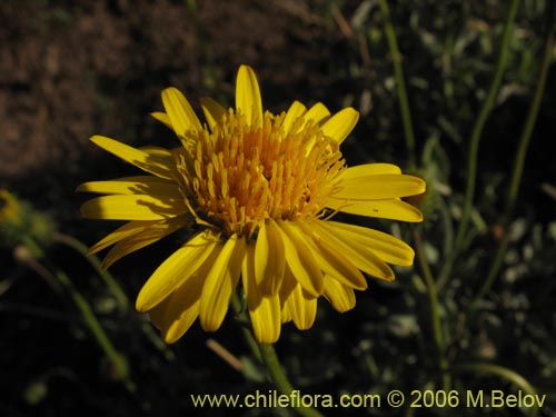 Image of Haplopappus sp. #1656 (). Click to enlarge parts of image.