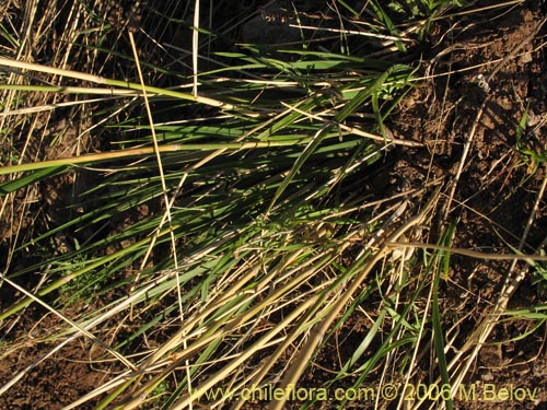 Poaceae sp. #1870の写真