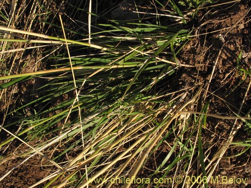 Poaceae sp. #1870의 사진