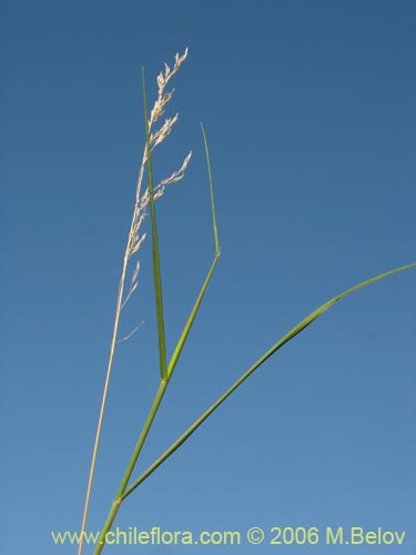 Image of Poaceae sp. #1870 (). Click to enlarge parts of image.