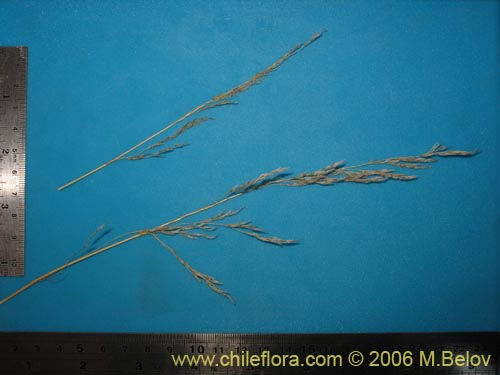 Poaceae sp. #1870의 사진