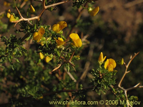 Imágen de Adesmia sp. #1653 (). Haga un clic para aumentar parte de imágen.