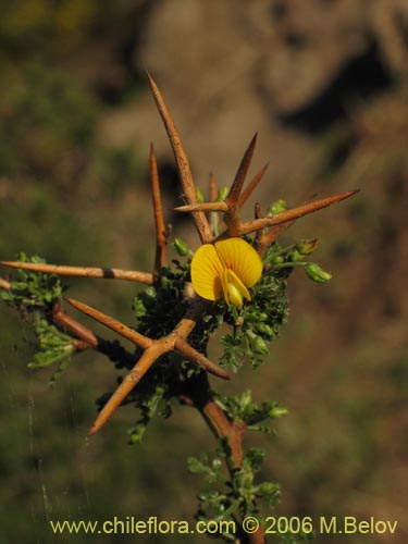 Adesmia sp. #1653の写真