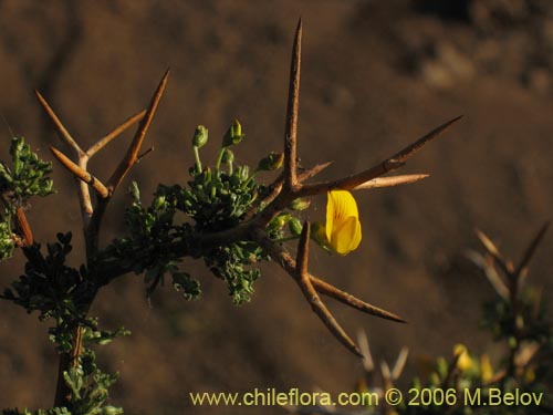 Imágen de Adesmia sp. #1653 (). Haga un clic para aumentar parte de imágen.