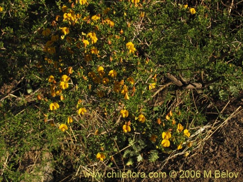 Imágen de Adesmia sp. #1653 (). Haga un clic para aumentar parte de imágen.