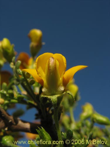 Bild von Adesmia sp. #1653 (). Klicken Sie, um den Ausschnitt zu vergrössern.