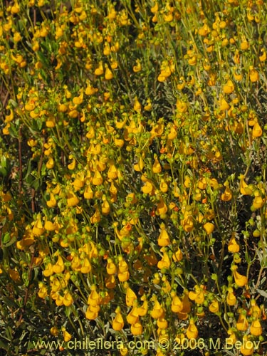 Bild von Calceolaria segethii (). Klicken Sie, um den Ausschnitt zu vergrössern.