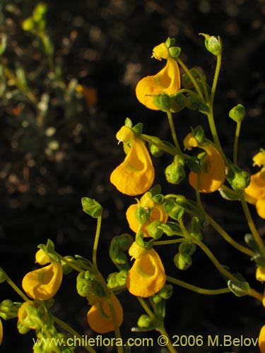 Calceolaria segethiiの写真