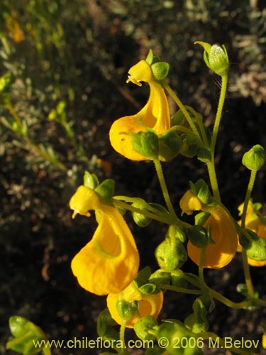 Calceolaria segethiiの写真