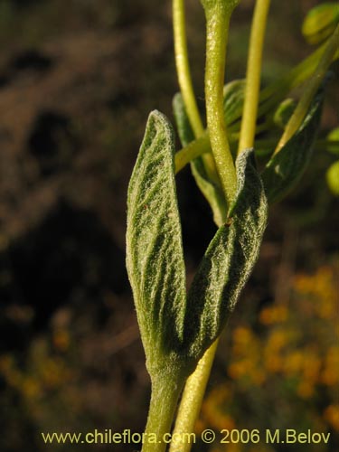 Bild von Calceolaria segethii (). Klicken Sie, um den Ausschnitt zu vergrössern.