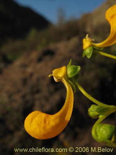 Bild von Calceolaria segethii (). Klicken Sie, um den Ausschnitt zu vergrössern.