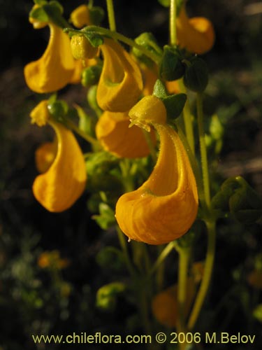 Bild von Calceolaria segethii (). Klicken Sie, um den Ausschnitt zu vergrössern.