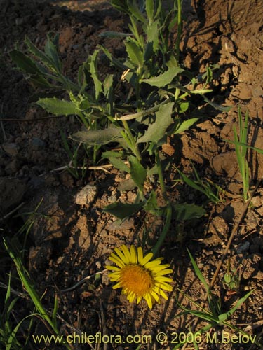 Bild von Calceolaria segethii (). Klicken Sie, um den Ausschnitt zu vergrössern.