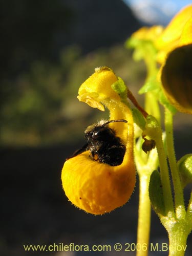 Image of Calceolaria segethii (). Click to enlarge parts of image.