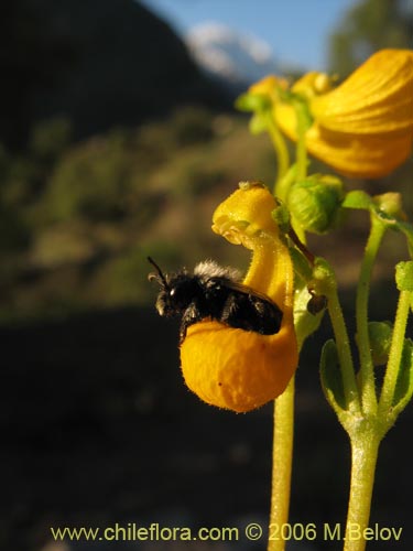 Image of Calceolaria segethii (). Click to enlarge parts of image.