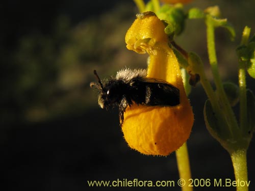 Image of Calceolaria segethii (). Click to enlarge parts of image.