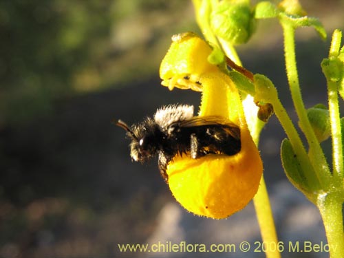 Image of Calceolaria segethii (). Click to enlarge parts of image.