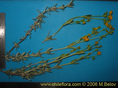 Bild von Calceolaria segethii (). Klicken Sie, um den Ausschnitt zu vergr�ssern.