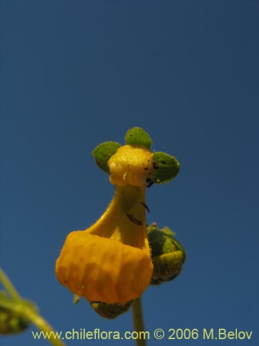 Image of Calceolaria segethii (). Click to enlarge parts of image.