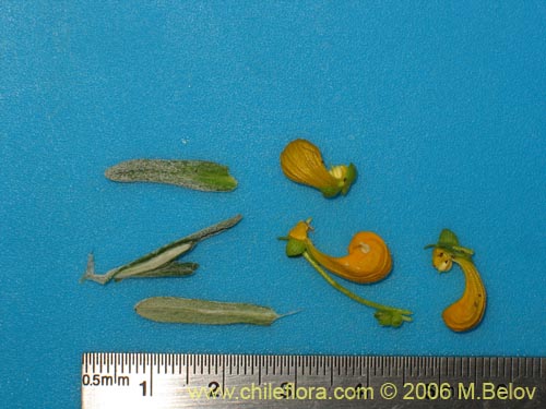 Image of Calceolaria segethii (). Click to enlarge parts of image.